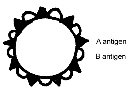 ab-cell copy
