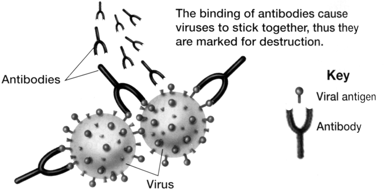 antibodies%20changed