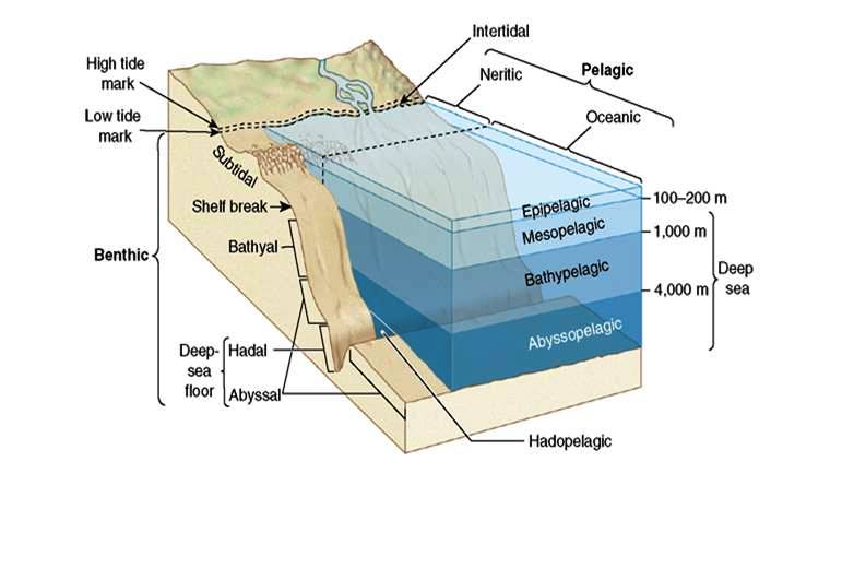 c:\users\karenlancour\pictures\water quality\marine ecology cd\2 marine environment.jpg