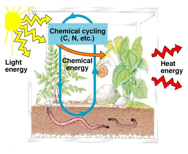 energy vs nutrients