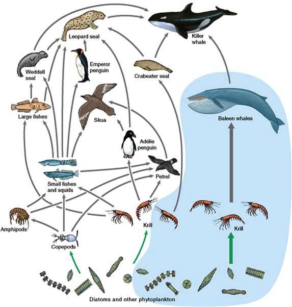 c:\users\karenlancour\pictures\water quality\marine ecology cd\4 marine food web.jpg