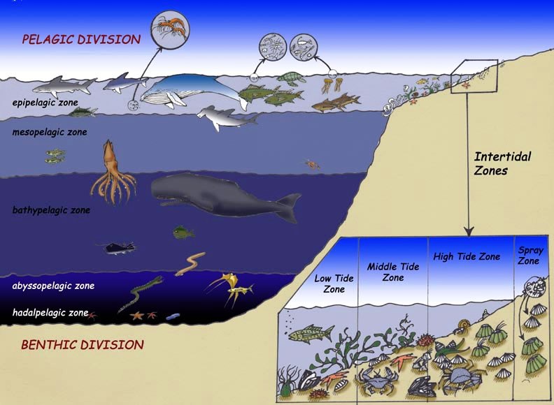 c:\users\karenlancour\pictures\water quality\marine ecology cd\ocean_layers.jpg
