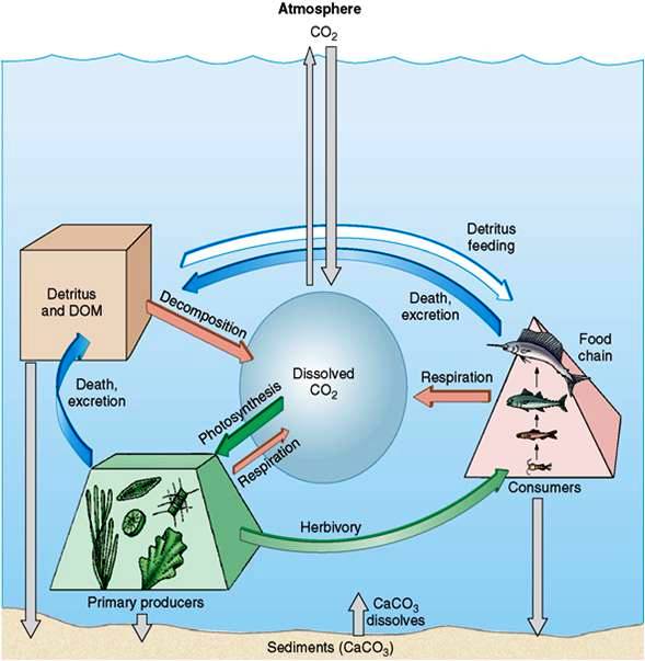 c:\users\karenlancour\pictures\water quality\marine ecology cd\9 carbon cycle.jpg