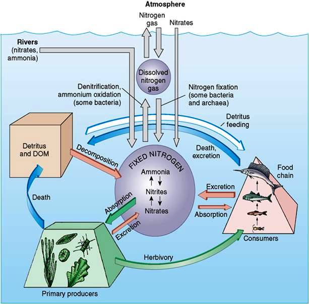 c:\users\karenlancour\pictures\water quality\marine ecology cd\10 nitrogen cycle.jpg
