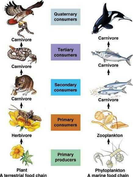 c:\users\karenlancour\pictures\water quality\marine ecology cd\3 foodchains - terrestrial vs marine.jpg