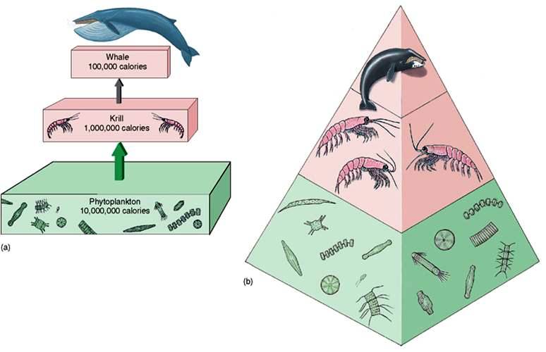 c:\users\karenlancour\pictures\water quality\marine ecology cd\6 trophic pyramids - marine.jpg