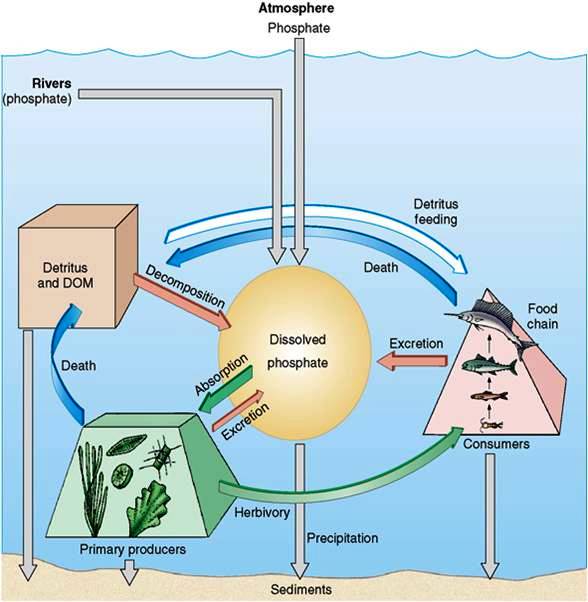 c:\users\karenlancour\pictures\water quality\marine ecology cd\11 phosphate cycle.jpg