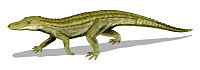 http://upload.wikimedia.org/wikipedia/commons/thumb/3/36/uberabasuchus_bw.jpg/200px-uberabasuchus_bw.jpg