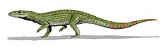 http://upload.wikimedia.org/wikipedia/commons/thumb/1/15/sichuanosuchus_bw.jpg/235px-sichuanosuchus_bw.jpg