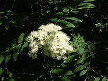 http://upload.wikimedia.org/wikipedia/commons/thumb/2/21/rowan_flowers-oliv.jpg/220px-rowan_flowers-oliv.jpg