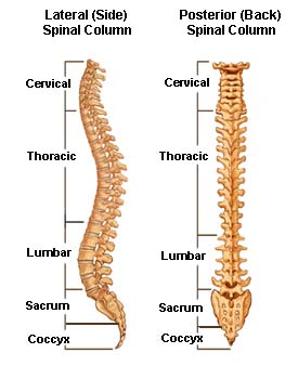 spine, lateral and posterior views, labeled, color