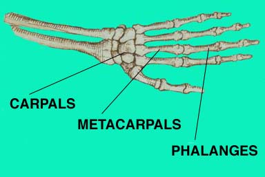 image result for carpals, metacarpals, phalanges