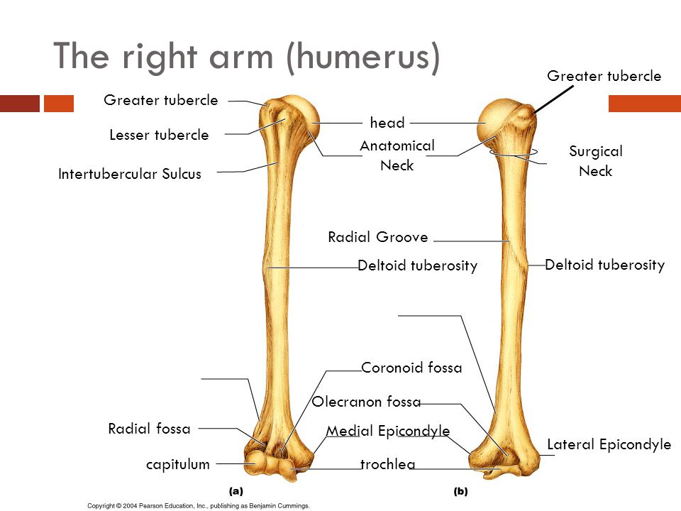 image result for lesser tubercles and the deltoid tuberosity and radial tuberosity
