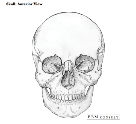 image result for anterior view of skull