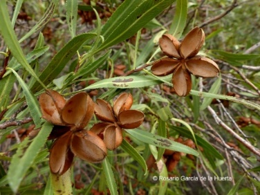 resultado de imagen para kageneckia angustifolia