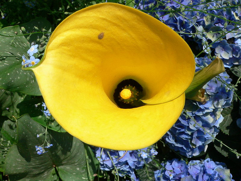 pilt:zantedeschia - calla lilly1.jpg